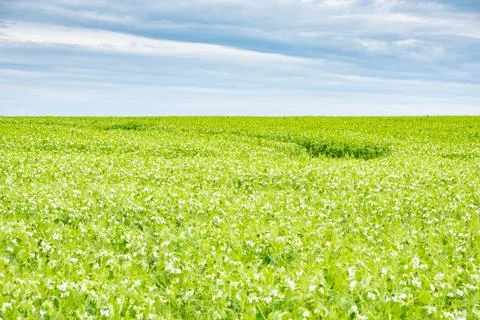 Field of peas in bloom in spring Stock Photos