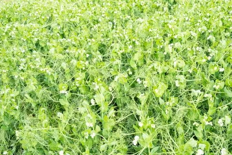 Field of peas in bloom in spring Foto stock
