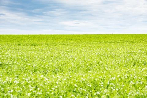 Field of peas in bloom in spring Foto stock