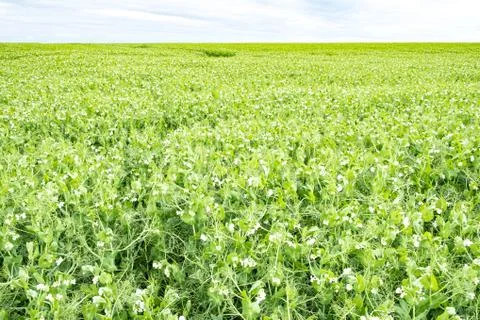 Field of peas in bloom in spring Stock Photos