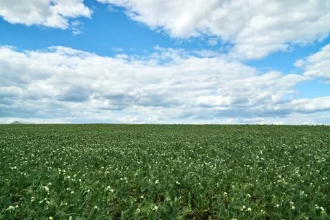 Field of peas in bloom in spring Stock Photos
