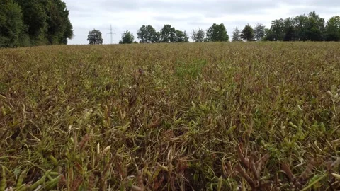 Field with peas growing on it Stock Footage 171758521
