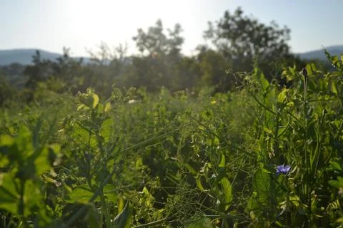 Field peas at sunset Stock Photos