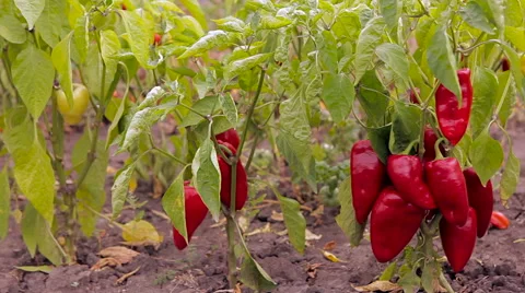 Field pepper. shooting on the move. Stock Footage 61216505