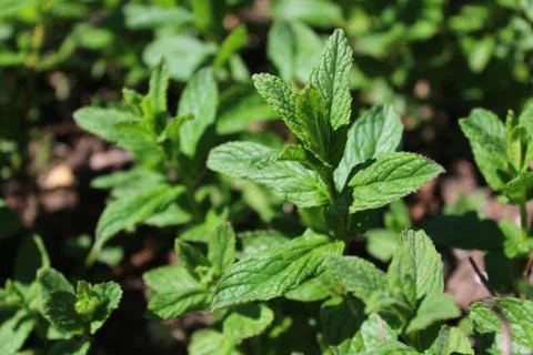 A field of peppermint in the garden Stock Photos