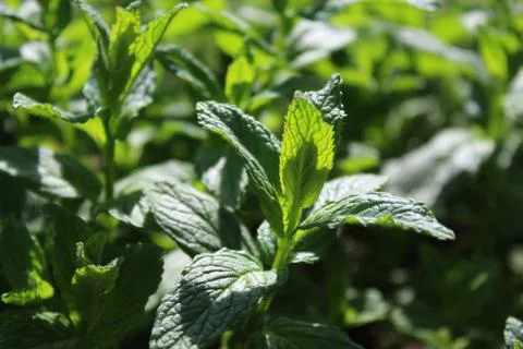 A field of peppermint in the garden Stock Photos