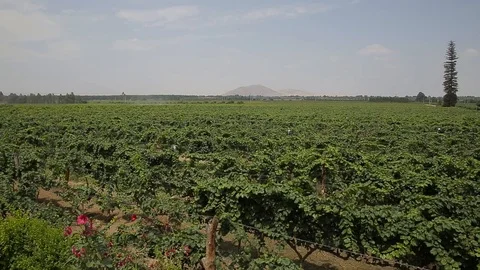 A field in Peru Stock Footage 103043188