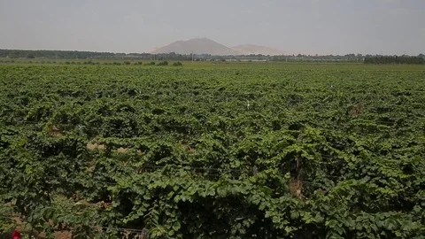 A field in Peru 動画素材 103043421
