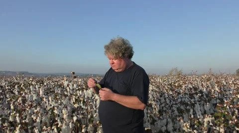 In the field a pest control scientist finds insects in cotton leaf sample Stock Footage 56062497