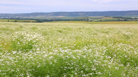Field pharmacy chamomile Stock Footage 92730802