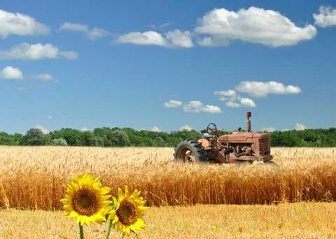 Field Stock Photos