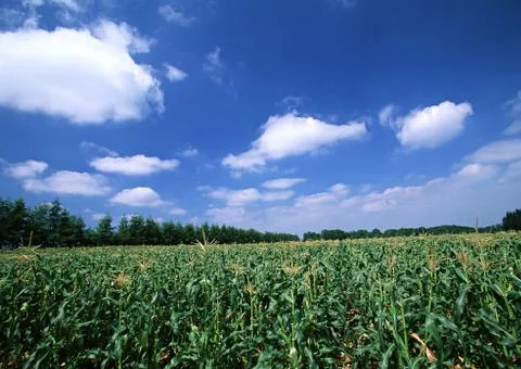 Field Stock Photos