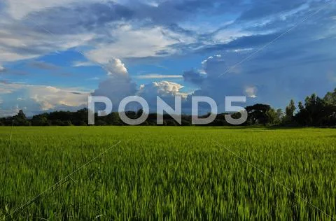 Field Stock Photos