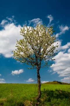 In the field Stock Photos