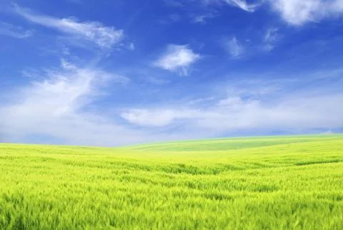 Field Foto stock