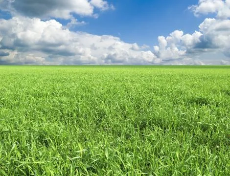 Field Stock Photos