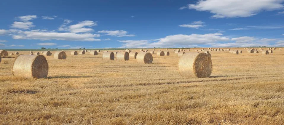 Field Foto stock