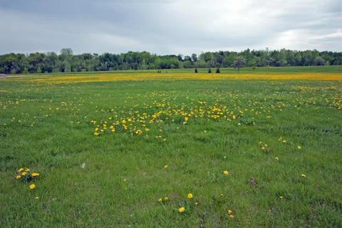 Field Stock Photos