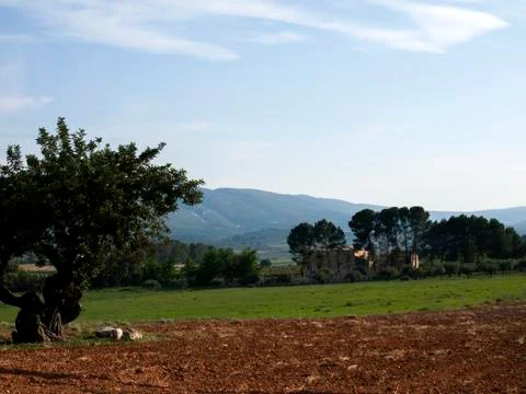 The field Stock Photos