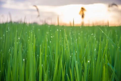 A field Stock Photos