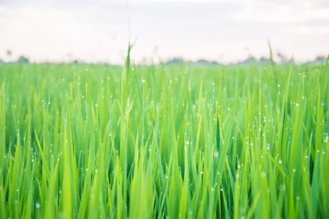 A field Stock Photos