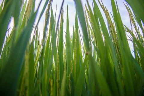 A field Stock Photos