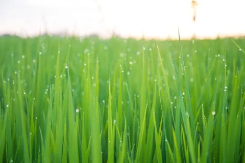 A field Stock Photos
