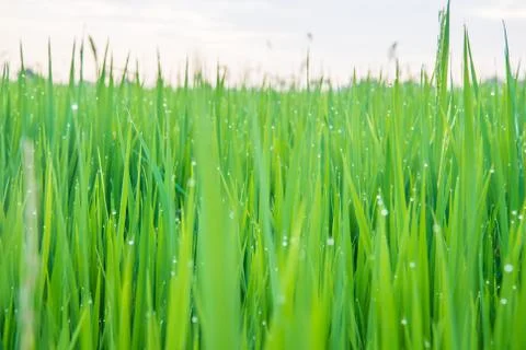 A field Stock Photos