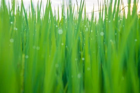 A field Stock Photos