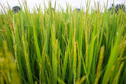 A field Stock Photos