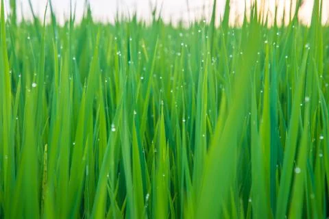 A field Stock Photos