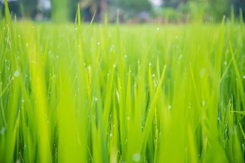 A field Stock Photos