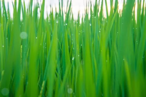 A field Stock Photos