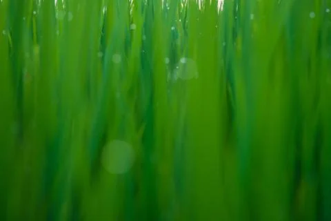 A field Stock Photos