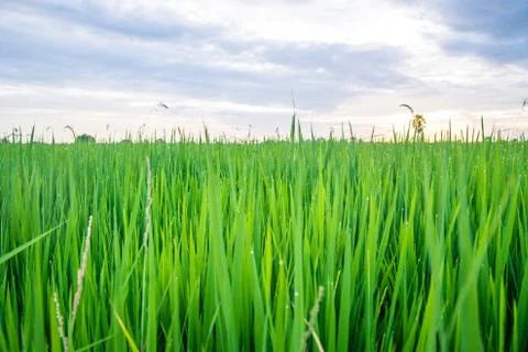 A field Stock Photos