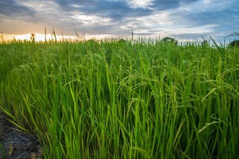 A field Stock Photos