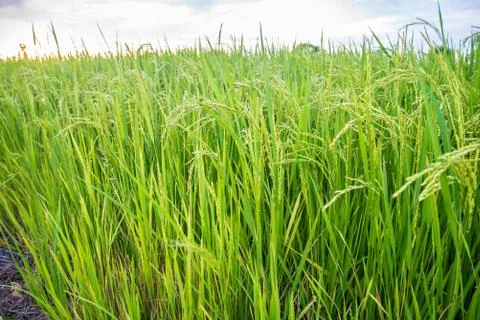 A field Stock Photos