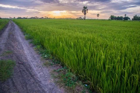 A field Stock Photos