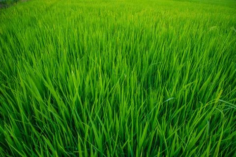 A field Stock Photos