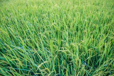 A field Stock Photos