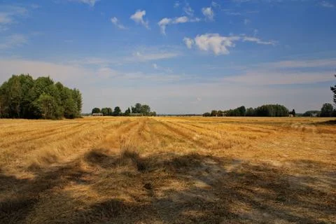 Field Foto stock