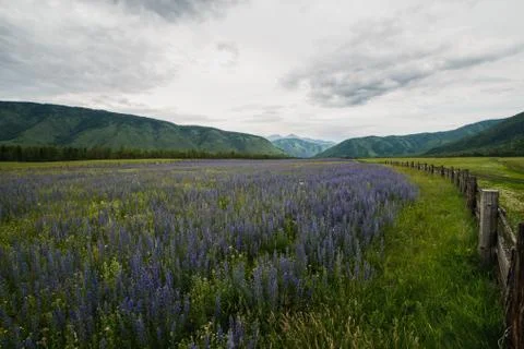 Field Stock Photos