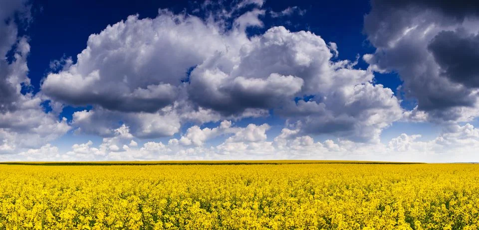Field Stock Photos