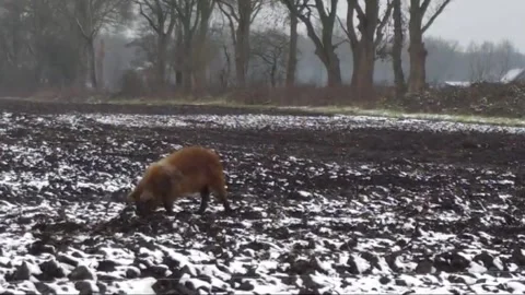 Field pig turns the ground, during winter, in the snow Stock Footage 304227698