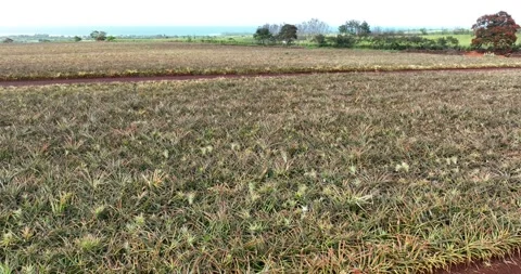 Field of Pineapples Drone Aerial View Waialua Oahu Hawaii USA Stock-Footage 335793479