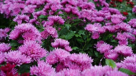 Field of pink asters Stock-Fotos