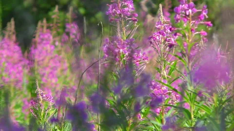 Field with pink flowers of Epilobium. Stock Footage 94683553