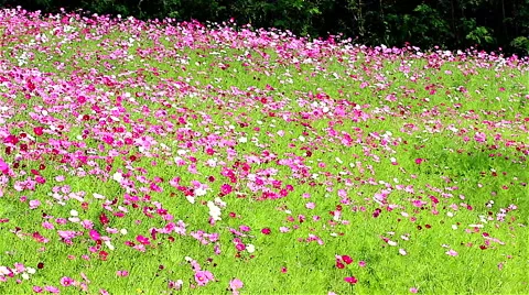 Field of pink flowers Stock Footage 43483143