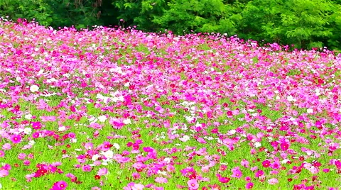 Field of pink flowers 库存影片 43500888