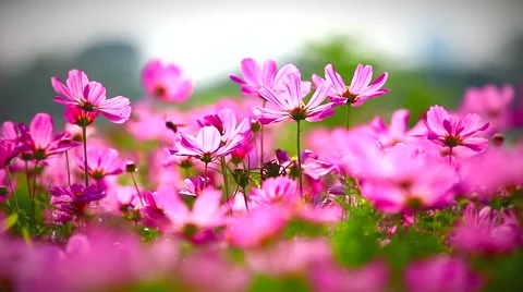 Field of pink flowers Stock Footage 43502597